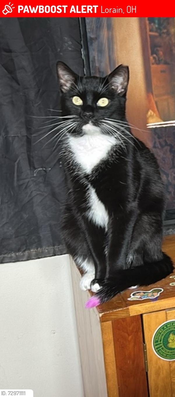 Lost Male Cat last seen Lakeview apmts , Lorain, OH 44053