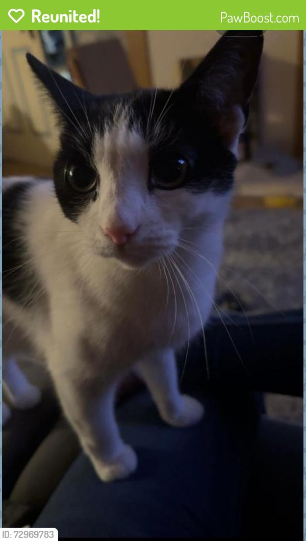 Reunited Female Cat last seen Antrim, Antrim and Newtownabbey, Northern Ireland BT41 4PF