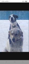 Reunited Female Dog last seen 132nd ct and 233 st, Princeton, FL 33032