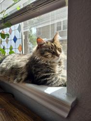 Reunited Male Cat last seen Villages of Cypress Creek , Houston, TX 77070