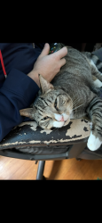Lost Male Cat last seen Gerard St, Parker St, East Center St, Academy St. Manchester CT 06040, Manchester, CT 06040