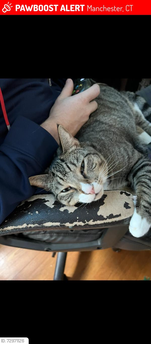 Lost Male Cat last seen Gerard St, Parker St, East Center St, Academy St. Manchester CT 06040, Manchester, CT 06040