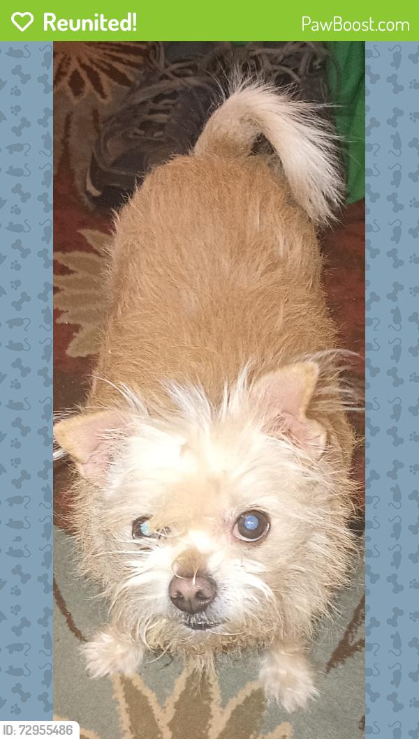 Reunited Female Dog last seen Near Kenley Ave WF 76306, Wichita Falls, TX 76306