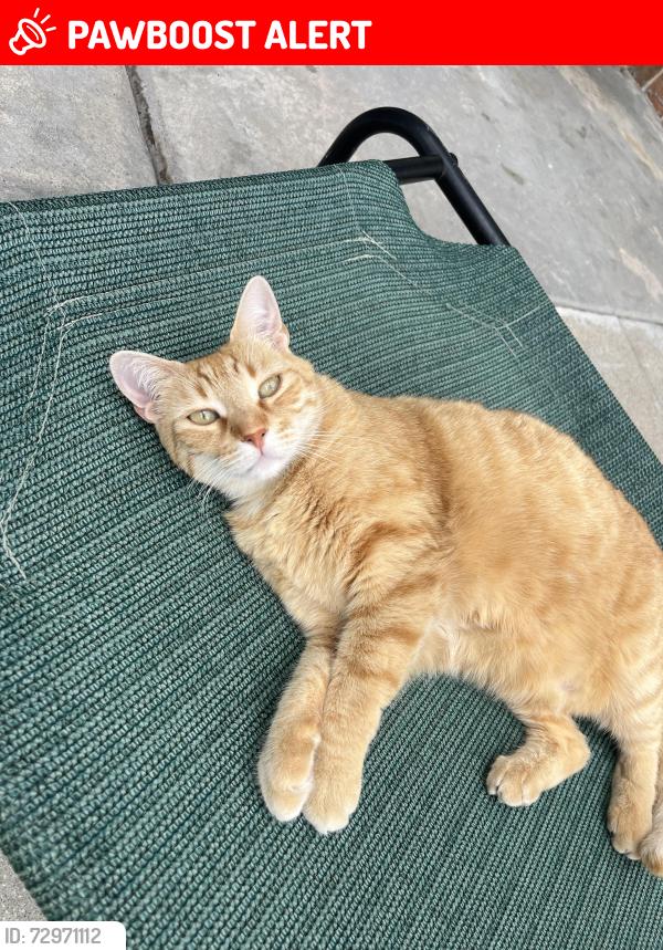 Lost Female Cat last seen S Sadler Ave, East Los Angeles, CA 90022