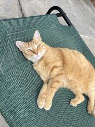 Lost Female Cat last seen S Sadler Ave, East Los Angeles, CA 90022