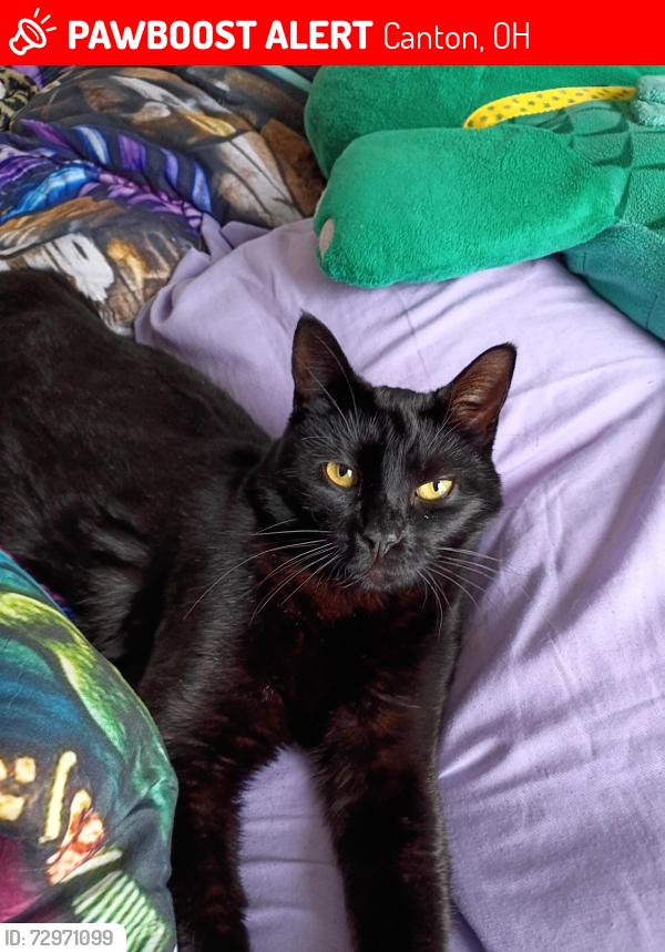 Lost Male Cat last seen 17th & Alden Ave. Canton, Ohio, Canton, OH 44707