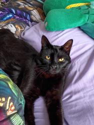 Lost Male Cat last seen 17th & Alden Ave. Canton, Ohio, Canton, OH 44707