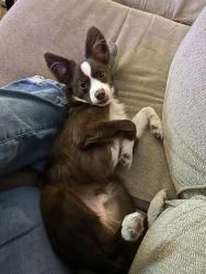 Reunited Male Dog last seen Sunset Park - Crighton Ridge, Conroe, TX 77302