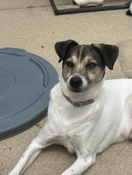 Lost Male Dog last seen Airport rd and Richfield trail, Romeoville, IL 60446