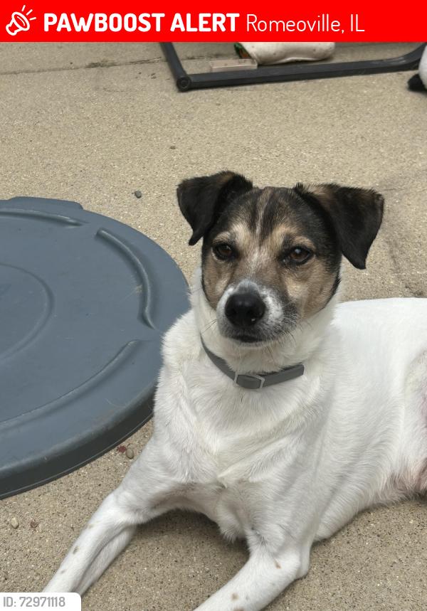 Lost Male Dog last seen Airport rd and Richfield trail, Romeoville, IL 60446