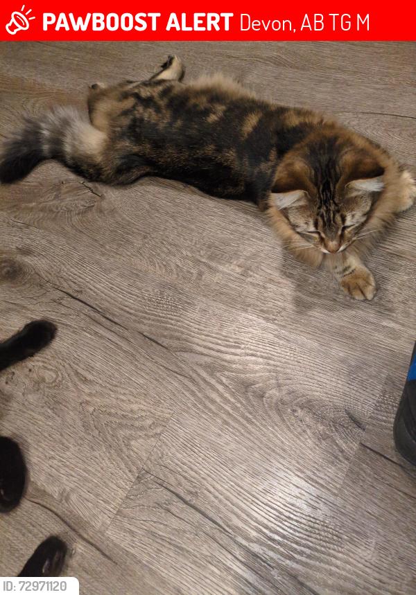 Lost Female Cat last seen Michigan and Ravine Drive across from the playground , Devon, AB T9G 0M2
