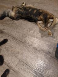 Lost Female Cat last seen Michigan and Ravine Drive across from the playground , Devon, AB T9G 0M2