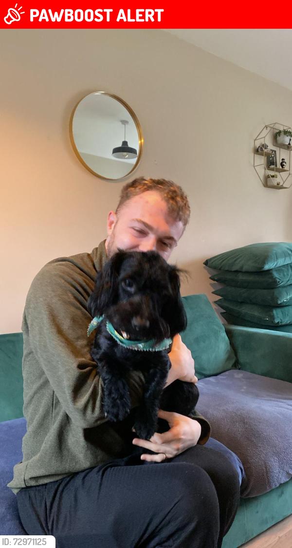 Lost Male Dog last seen Lundhill playing field, Wombwell, England S73 0RA
