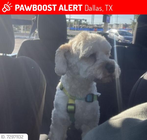 Lost Male Dog last seen Near and Lamar , Dallas, TX 75215