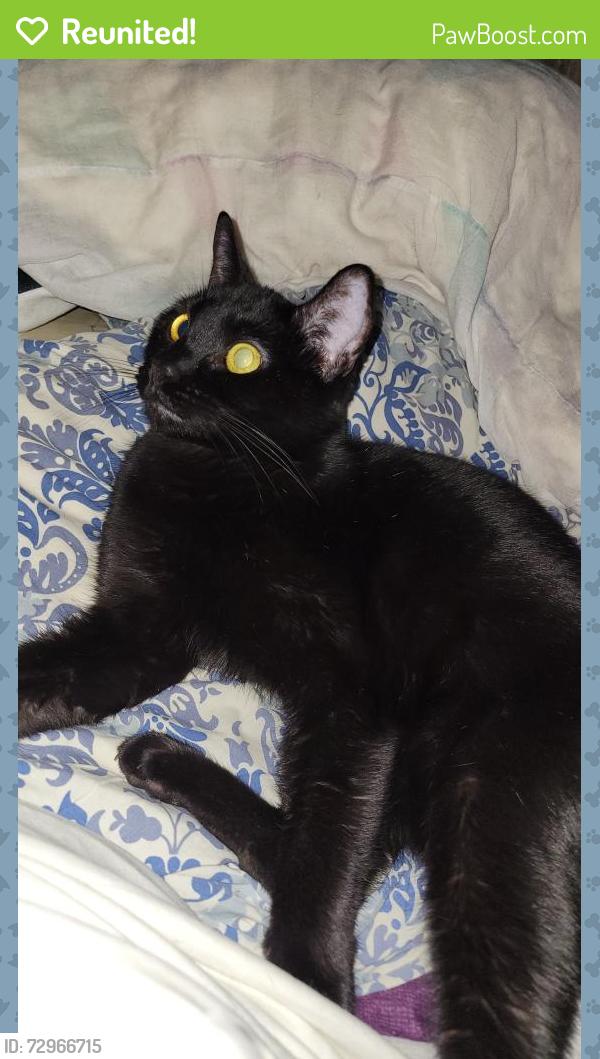 Reunited Female Cat last seen Young st off of dublin, and Oxford st !, Halifax, NS B3L 2A2