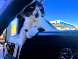 Lost Female Cat last seen the Eastside of Evergreen Way near Walgreens on Madison , Everett, WA 98203