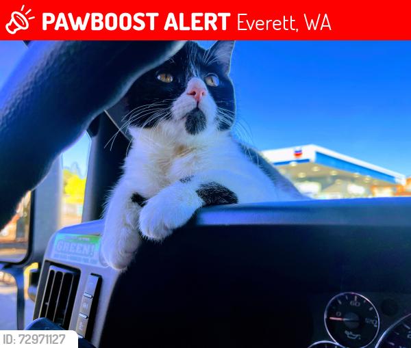Lost Female Cat last seen the Eastside of Evergreen Way near Walgreens on Madison , Everett, WA 98203