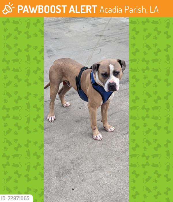 Found/Stray Male Dog last seen Near Meche, Charlie Arceneaux & Charter Rd Off Hwy 98  Acadia Parish, Acadia Parish, LA 70578