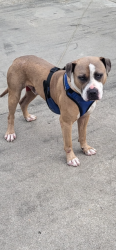 Found/Stray Male Dog last seen Near Meche, Charlie Arceneaux & Charter Rd Off Hwy 98  Acadia Parish, Acadia Parish, LA 70578