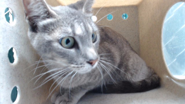 Shelter Stray Female Cat last seen , Downey, CA 90242