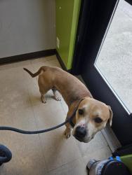 Shelter Stray Male Dog last seen Near BLOCK 28TH AVE S, FEDERAL WAY WA 98003, Kent, WA 98032