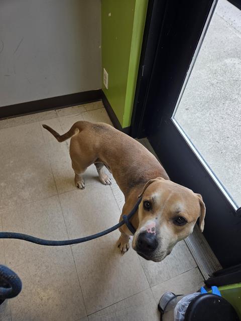 Shelter Stray Male Dog last seen Near BLOCK 28TH AVE S, FEDERAL WAY WA 98003, Kent, WA 98032