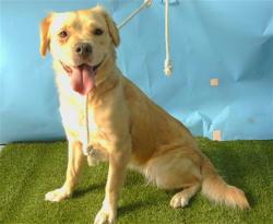Shelter Stray Female Dog last seen , Gardena, CA 90248