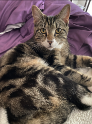 Reunited Male Cat last seen River Rd and Irving rd, Eugene, OR 97404