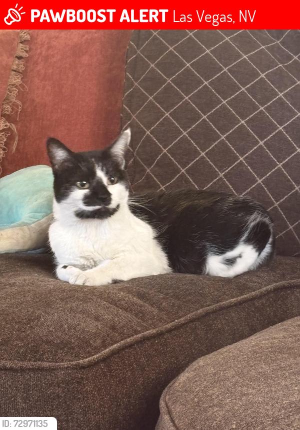 Lost Female Cat last seen Alexander and hualapai, Las Vegas, NV 89129