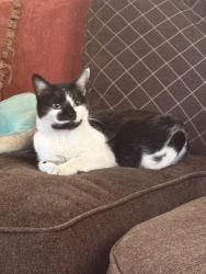 Lost Female Cat last seen Alexander and hualapai, Las Vegas, NV 89129