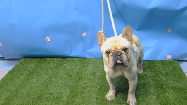 Shelter Stray Male Dog last seen , Gardena, CA 90248