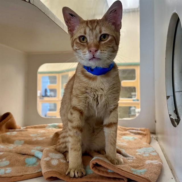 Shelter Stray Male Cat last seen Near BLOCK VAN BUREN BLVD, JURUPA VALLEY CA 92509, 6851 Van Buren Boulevard, Jurupa Valley, CA 92509, USA
