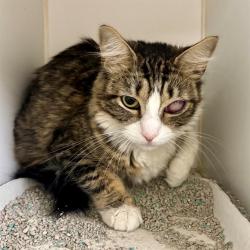Shelter Stray Female Cat last seen Near BLOCK ALTURA DR, RIVERSIDE CA 92507, Jurupa Valley, CA 92509