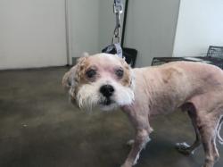 Shelter Stray Male Dog last seen , Los Angeles, CA 90047