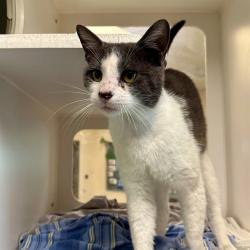 Shelter Stray Male Cat last seen CANYONCREST DR /UNIVERSITY AVE RIVERSIDE CA, 6851 Van Buren Boulevard, Jurupa Valley, CA 92509, USA