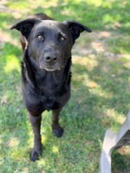 Shelter Stray Female Dog last seen Near BLOCK BRIAR KNOLL CT, RIVERSIDE CA 92505, Jurupa Valley, CA 92509
