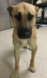 Shelter Stray Male Dog last seen Near BLOCK VAN BUREN BOULEVARD, RIVERSIDE, CA 92518, Jurupa Valley, CA 92509