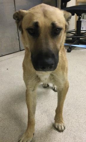 Shelter Stray Male Dog last seen Near BLOCK VAN BUREN BOULEVARD, RIVERSIDE, CA 92518, Jurupa Valley, CA 92509