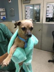 Shelter Stray Female Dog last seen VICTORIA AVE AND GRATTON ST, RIVERSIDE, CA, Jurupa Valley, CA 92509