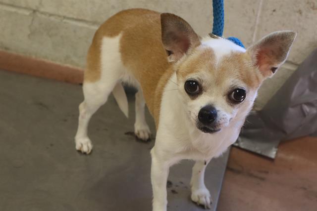 Shelter Stray Female Dog last seen Near BLOCK COVENANT RD APT 3, Columbia, SC 29209