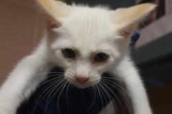 Shelter Stray Female Cat last seen Near BLOCK WILLOW ST, Columbia, SC 29209