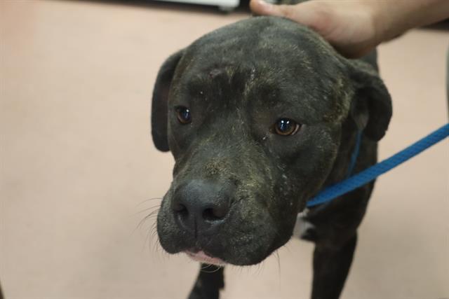 Shelter Stray Male Dog last seen Near BLOCK JAMES ST, Columbia, SC 29209
