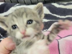 Shelter Stray Male Cat last seen , 14409 Vanowen St, Van Nuys, CA 91405, USA