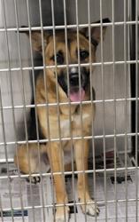 Shelter Stray Female Dog last seen , Los Angeles, CA 91405