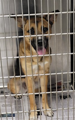 Shelter Stray Female Dog last seen , Los Angeles, CA 91405