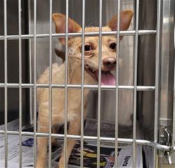 Shelter Stray Male Dog last seen , Los Angeles, CA 91405