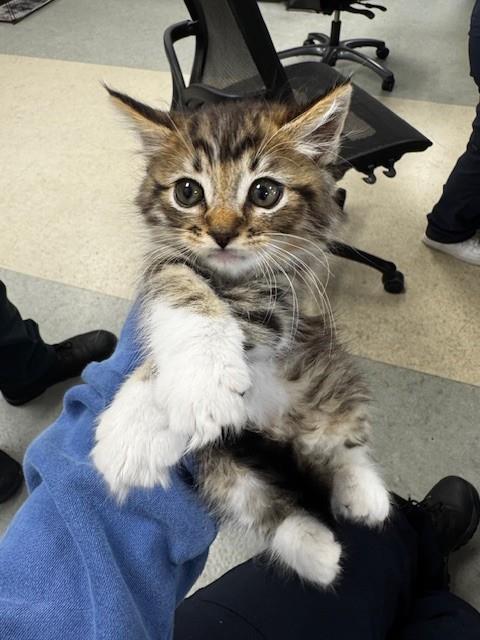 Shelter Stray Male Cat last seen , 14409 Vanowen St, Van Nuys, CA 91405, USA