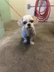 Shelter Stray Female Dog last seen EL MONTE AVE & COLFAX ST, Sacramento, CA 95818