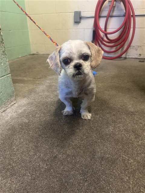 Shelter Stray Female Dog last seen EL MONTE AVE & COLFAX ST, Sacramento, CA 95818