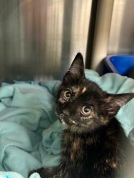 Shelter Stray Female Cat last seen , Sanford, FL 32773